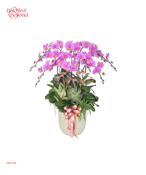 Tuổi Hồng - belovedbeyond.com