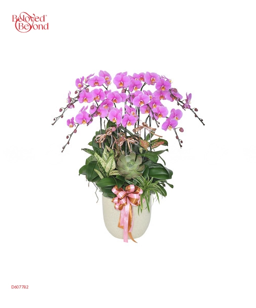 Tuổi Hồng - belovedbeyond.com