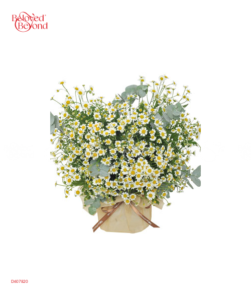 Nụ Cười - belovedbeyond.com