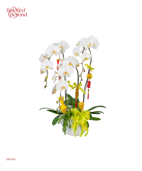 Tâm An - belovedbeyond.com
