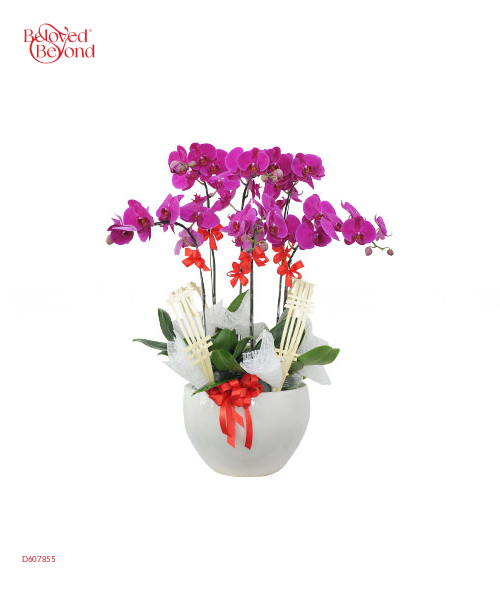 Phúc An Khang - belovedbeyond.com
