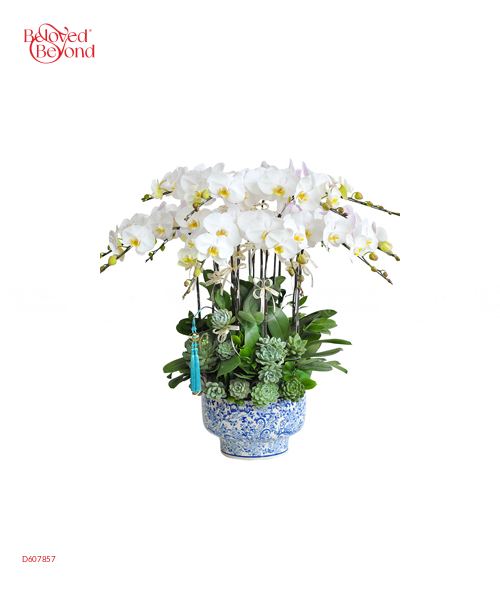 Chan Hòa - belovedbeyond.com