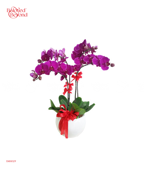 Đoàn Viên - belovedbeyond.com