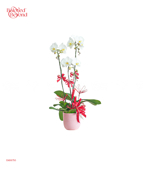 Nghinh Xuân - belovedbeyond.com