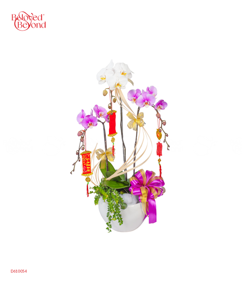 Lan Hồ Điệp Xuân - belovedbeyond.com