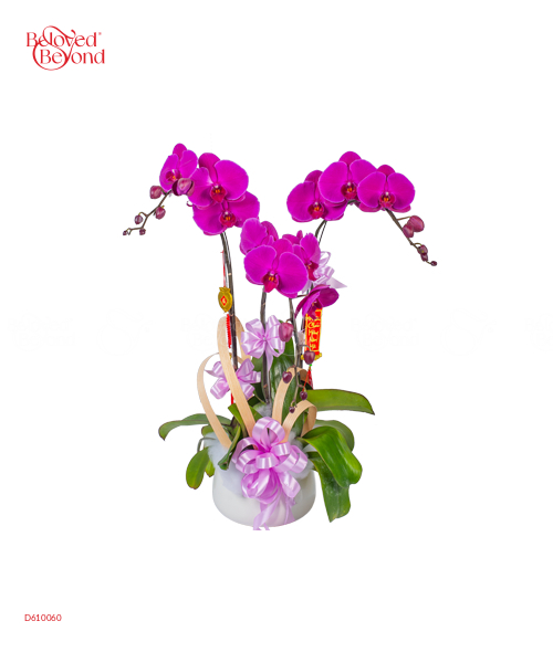 Tình Đầy - belovedbeyond.com