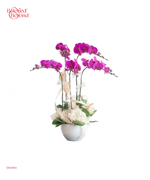 Lan Hồ Điệp Mẫu 4 - belovedbeyond.com
