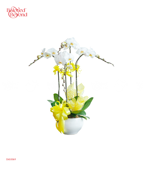 Lan Hồ Điệp Mẫu 2 - belovedbeyond.com