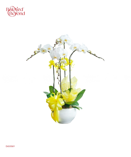 Lan Hồ Điệp Mẫu 2 - belovedbeyond.com