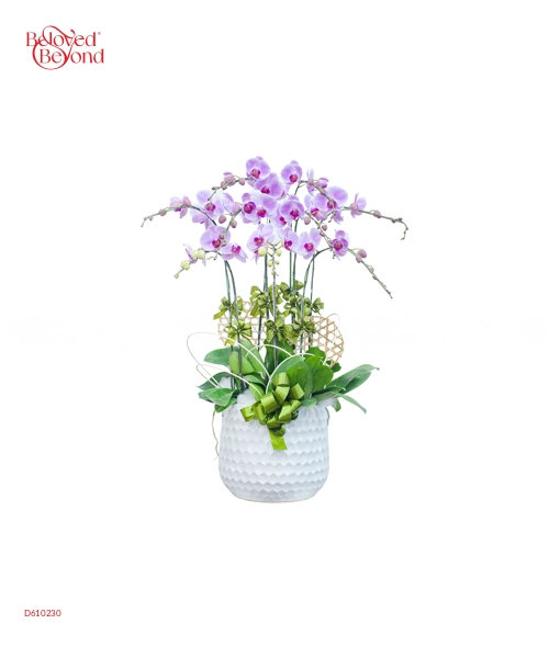 Lan Hồ Điệp Mẫu 8 - belovedbeyond.com