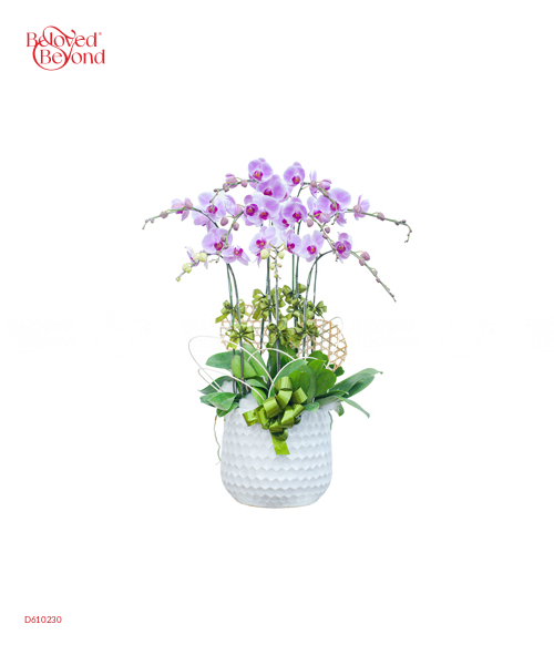 Lan Hồ Điệp Mẫu 8 - belovedbeyond.com