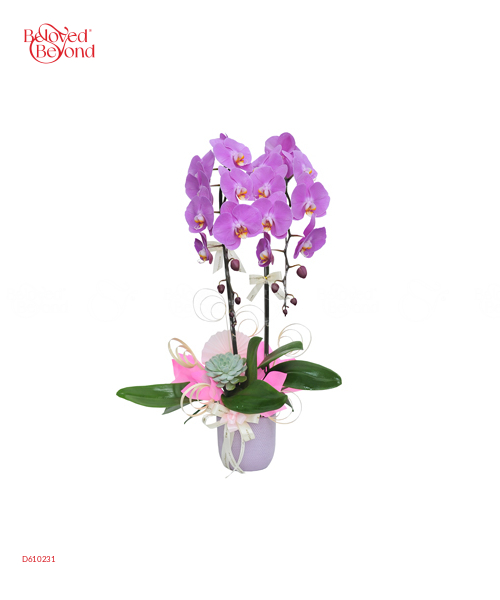 Lan Hồ Điệp Mẫu 5 - belovedbeyond.com