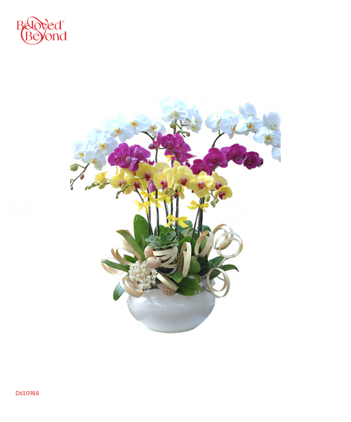 Cung Chúc Tân Niên - belovedbeyond.com