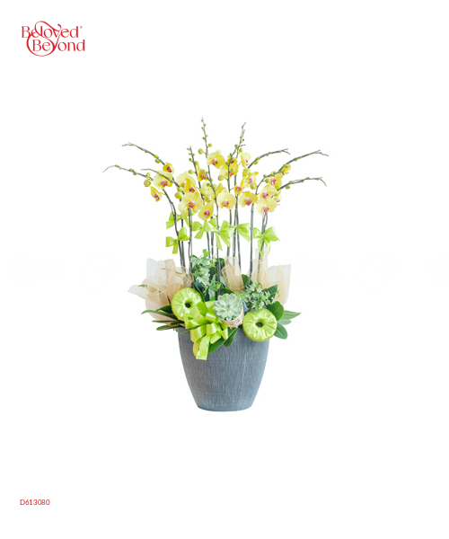 Lan Hồ Điệp Mẫu 6 - belovedbeyond.com