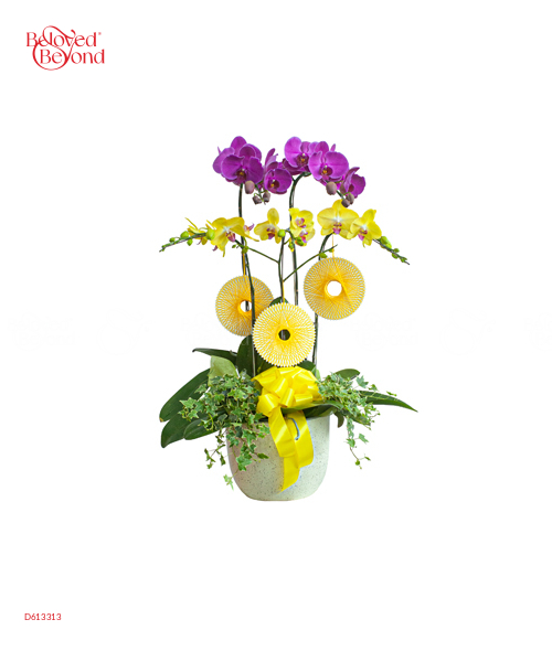 Lan Hồ Điệp Xuân Mẫu 12 - belovedbeyond.com