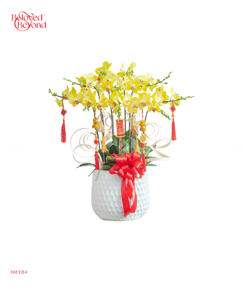 Lan Hồ Điệp Xuân Mẫu 10 - belovedbeyond.com