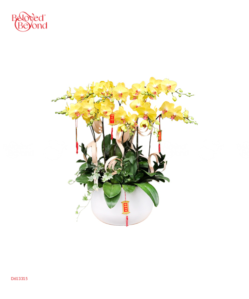 Lan Hồ Điệp Xuân Mẫu 14 - belovedbeyond.com