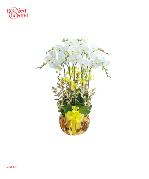 Elegance Orchid - belovedbeyond.com