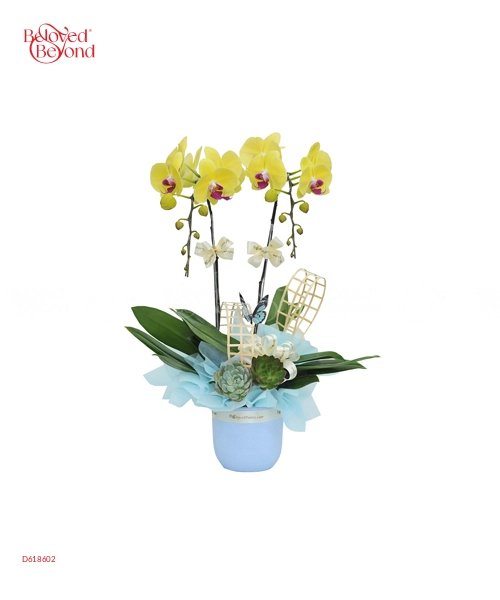 Lan Hồ Điệp Mẫu 10 - belovedbeyond.com