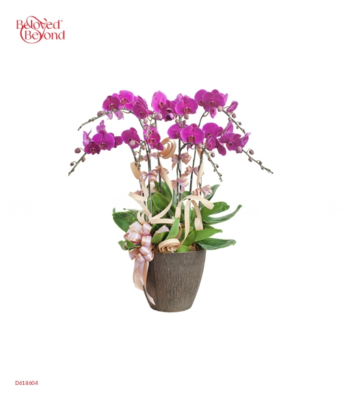 Lan Hồ Điệp Mẫu 8 - belovedbeyond.com