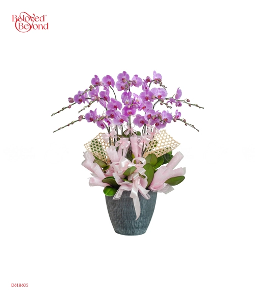 Lan Hồ Điệp Mẫu 7 - belovedbeyond.com