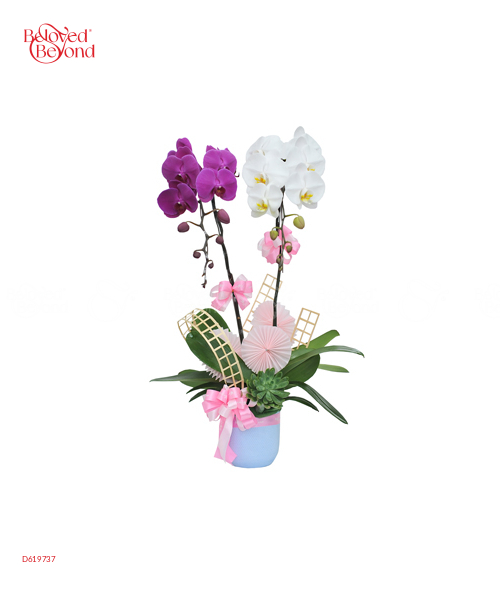 Hồ Điệp Trắng 2 - belovedbeyond.com