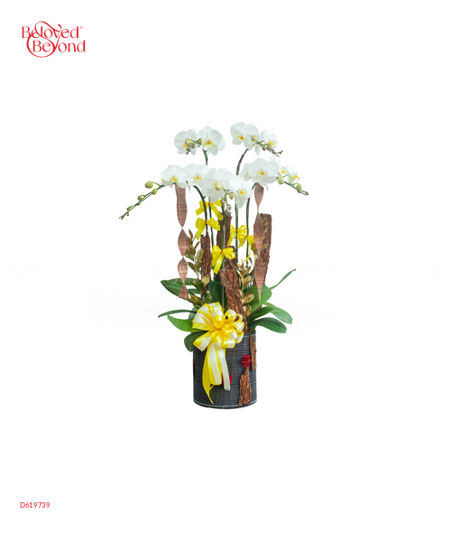 Hồ Điệp Trắng 1 - belovedbeyond.com