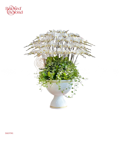 Hồ Điệp Chậu 40 Cành - belovedbeyond.com