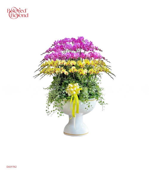 Lan Hồ Điệp Chậu 70 Cành - belovedbeyond.com