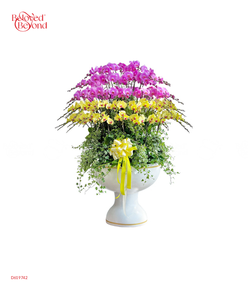 Lan Hồ Điệp Chậu 70 Cành - belovedbeyond.com