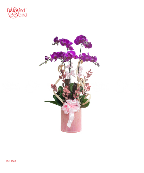 Hồ Điệp Tím 3 - belovedbeyond.com