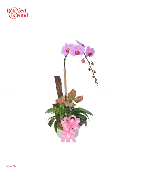 Hồ Điệp Hồng 1 - belovedbeyond.com