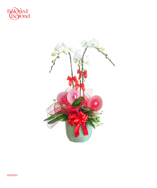 Hồ Điệp Trắng Chậu Sứ 05 - belovedbeyond.com