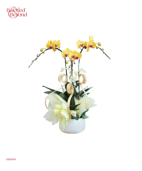 Hồ Điệp Mix Màu 02 - belovedbeyond.com