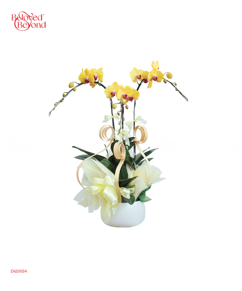 Hồ Điệp Mix Màu 02 - belovedbeyond.com