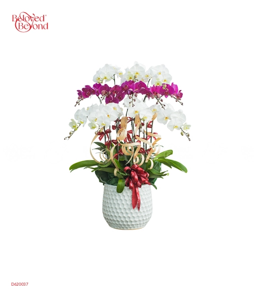 Hồ Điệp Mix Màu 01 - belovedbeyond.com