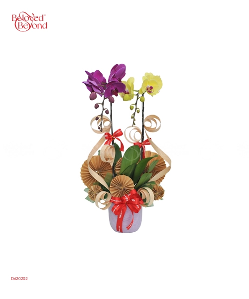 Chậu Hồ Điệp Mix 7 Cành - belovedbeyond.com