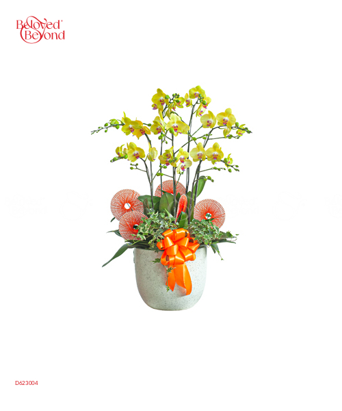 Hồ Điệp Trắng Chậu Sứ 06 - belovedbeyond.com