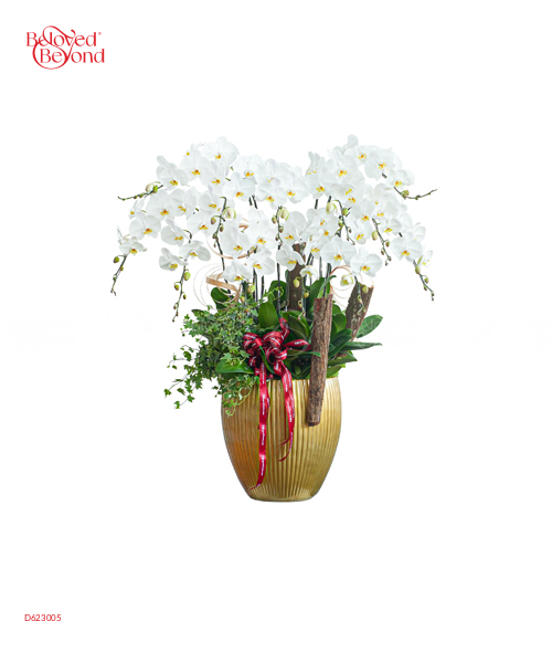 Hồ Điệp Trắng Chậu Sứ Vàng - belovedbeyond.com