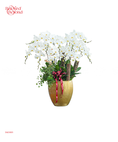 Hồ Điệp Trắng Chậu Sứ Vàng - belovedbeyond.com