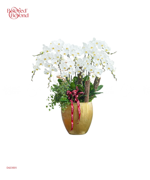Hồ Điệp Trắng Chậu Sứ Vàng - belovedbeyond.com