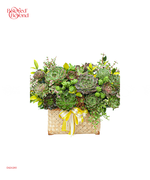 Hoa Sen Đá 11 - belovedbeyond.com