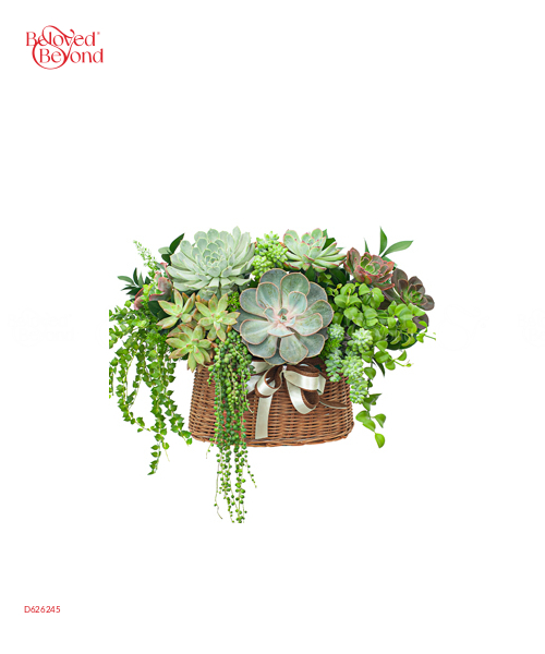 Hoa Sen Đá 6 - belovedbeyond.com