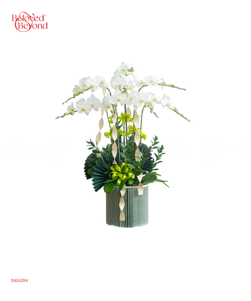 Hồ Điệp Trắng 8 Cành - belovedbeyond.com