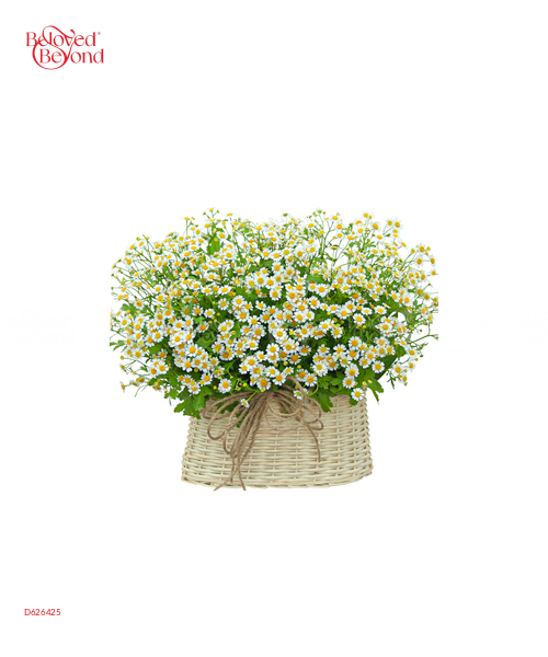 Giỏ Cúc Tana Mini - belovedbeyond.com