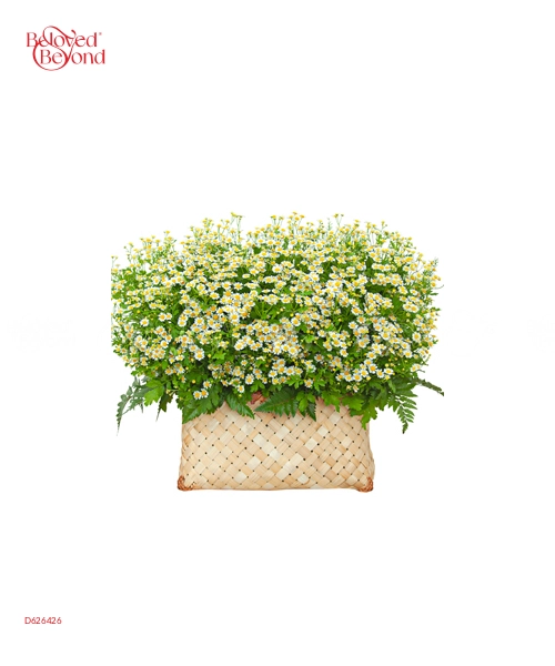Giỏ Cúc Tana Lớn - belovedbeyond.com