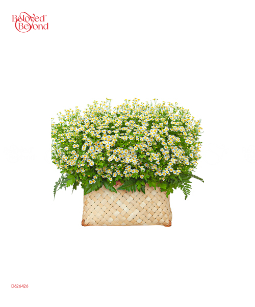 Giỏ Cúc Tana Lớn - belovedbeyond.com