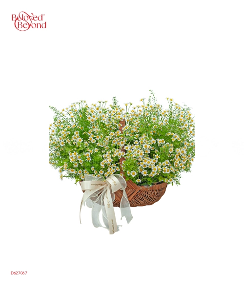 Giỏ Cúc Tana Mini 2 - belovedbeyond.com