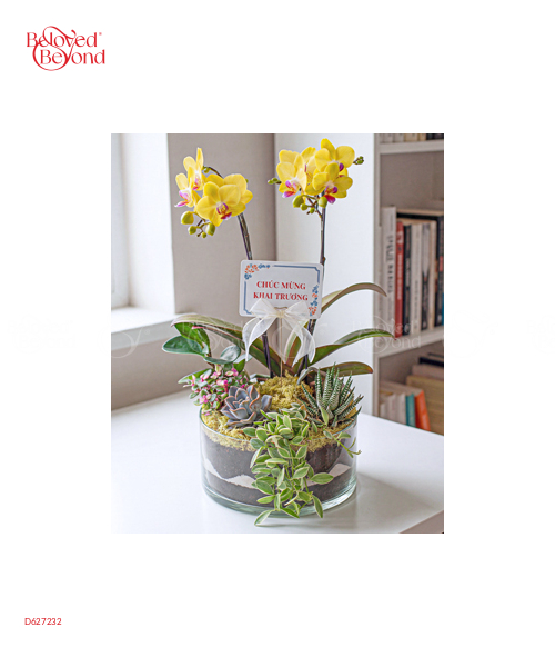 Hồ Điệp Mini Trắng - belovedbeyond.com