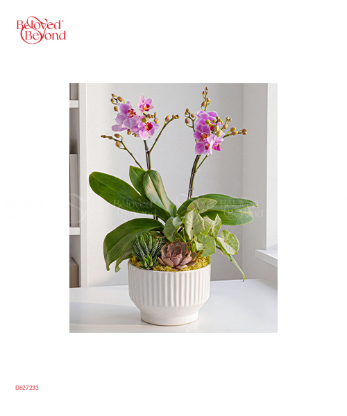 Hồ Điệp Mini Vàng - belovedbeyond.com